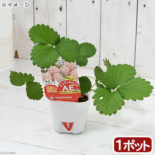 （観葉植物）野菜苗　イチゴ　天使のいちご　エンジェルエイト　3号（1ポット）　家庭菜園　いちご苗【HLS_DU】