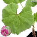 (観葉植物)ハーブ苗 マロウ コモン 3号(1ポット) 家庭菜園