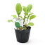 (観葉植物)ハーブ苗 ルッコラ(ロケット) 3.5号(1ポット) 家庭菜園【HLS_DU】 530円