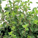 (観葉植物)ハーブ苗 タイム クリーピング 3号(1ポット) 家庭菜園 料理
