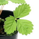 (観葉植物)ハーブ苗 ワイルドストロベリー ミグノネッテ 3号(1ポット) 家庭菜園
