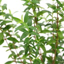 (観葉植物)ハーブ苗 マートル ドワーフ 3号(1ポット) 家庭菜園
