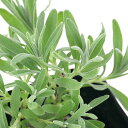 (観葉植物)ハーブ苗 ラベンダー ラバンジン エーデルワイス 3号(1ポット)