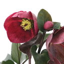 (観葉植物)クリスマスローズ 氷の薔薇 メルロー 5号(1鉢)