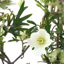 (観葉植物)クレマチス カートマニージョー 5号(1鉢)