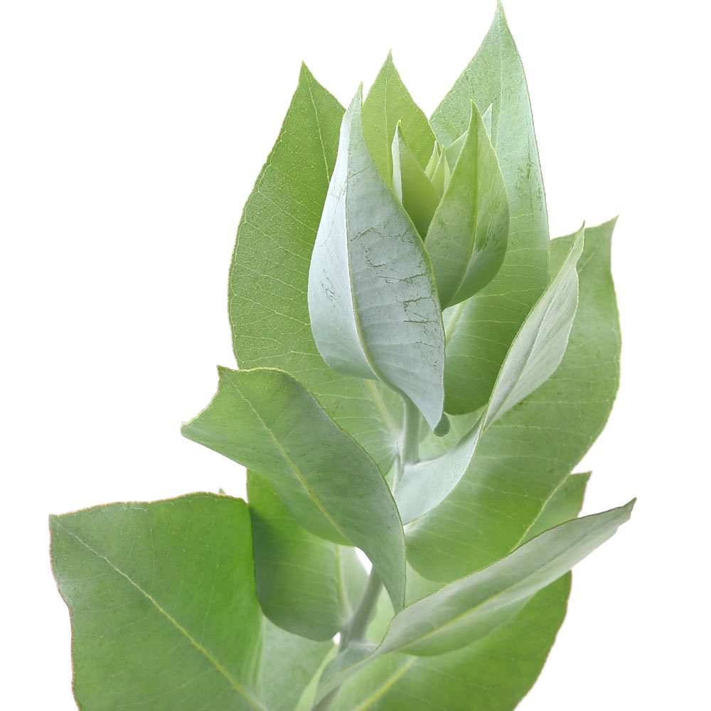 ユーカリの木の種類と育て方 剪定や増やし方 植替えの時期などをご紹介 4ページ目 暮らし の