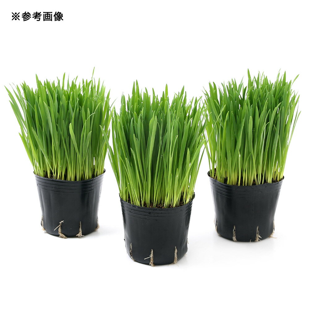 �ʴ��տ�ʪ�˥ڥåȥ��饹���������ͥ���������3���3�ݥåȡˡ�̵����