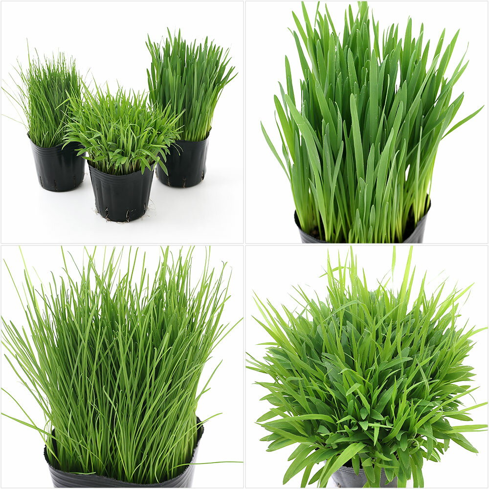 【3／5限定】当選確率2分の1！1等最大100％　（観葉植物）やわらか生牧草お試し3種（ペットグラス・イタリアンライグラス・スーダングラス）（1セット）　猫草　無農薬 2