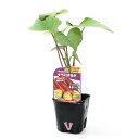 (観葉植物)野菜苗 サツマイモ 紅はるか 3号(3ポット) PVP 家庭菜園