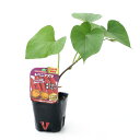 (観葉植物)野菜苗 サツマイモ 紅あずま 3号(3ポット) 家庭菜園