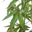 (山野草)モミジアオイ(紅葉葵) 5号(1鉢)