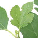 (観葉植物)果樹苗 イチジク 一才イチジク 4.5~5号(1鉢) 家庭菜園 果物 フルーツ