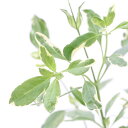(観葉植物)ハーブ苗 セージ チェリーセージ 斑入りレッド 3号(1ポット) 家庭菜園