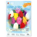 (観葉植物)チューリップ球根 一緒によく咲くチューリップ混合 中咲き混合 10球詰(1袋)
