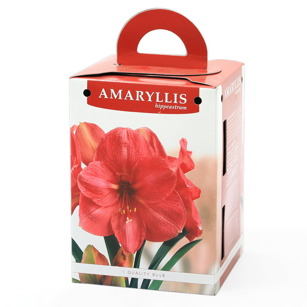 （観葉植物）アマリリスポット植え　一重咲きアマリリス　桃（1セット）