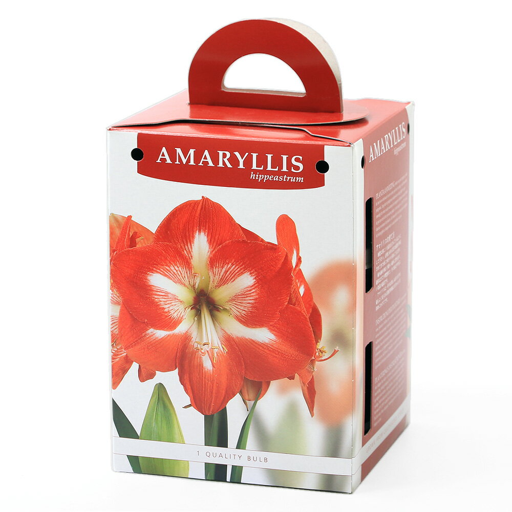 （観葉植物）アマリリスポット植え　一重咲きアマリリス　赤白（1セット）