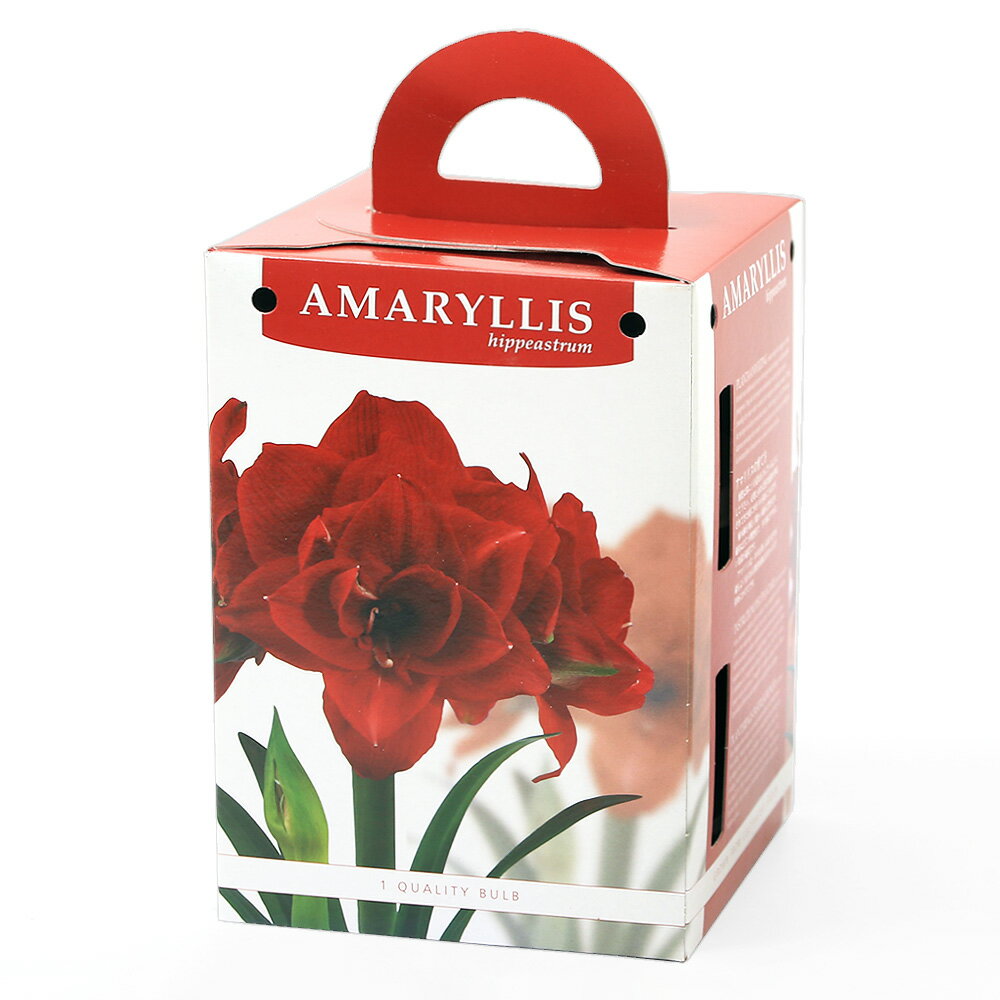 売*能様 ラハブロ アマリリス グッズセット ラハブロ アマリリス グッズセット 国華園オンラインショップ / アマリリス