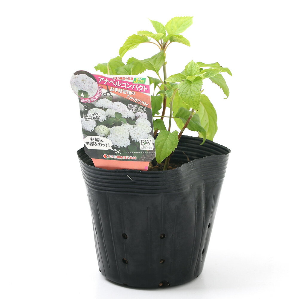 （観葉植物）アメリカアジサイ　アナベルコンパクト　休眠株　5号（1ポット）　品種登録出願中　北海道冬季発送不可のサムネイル