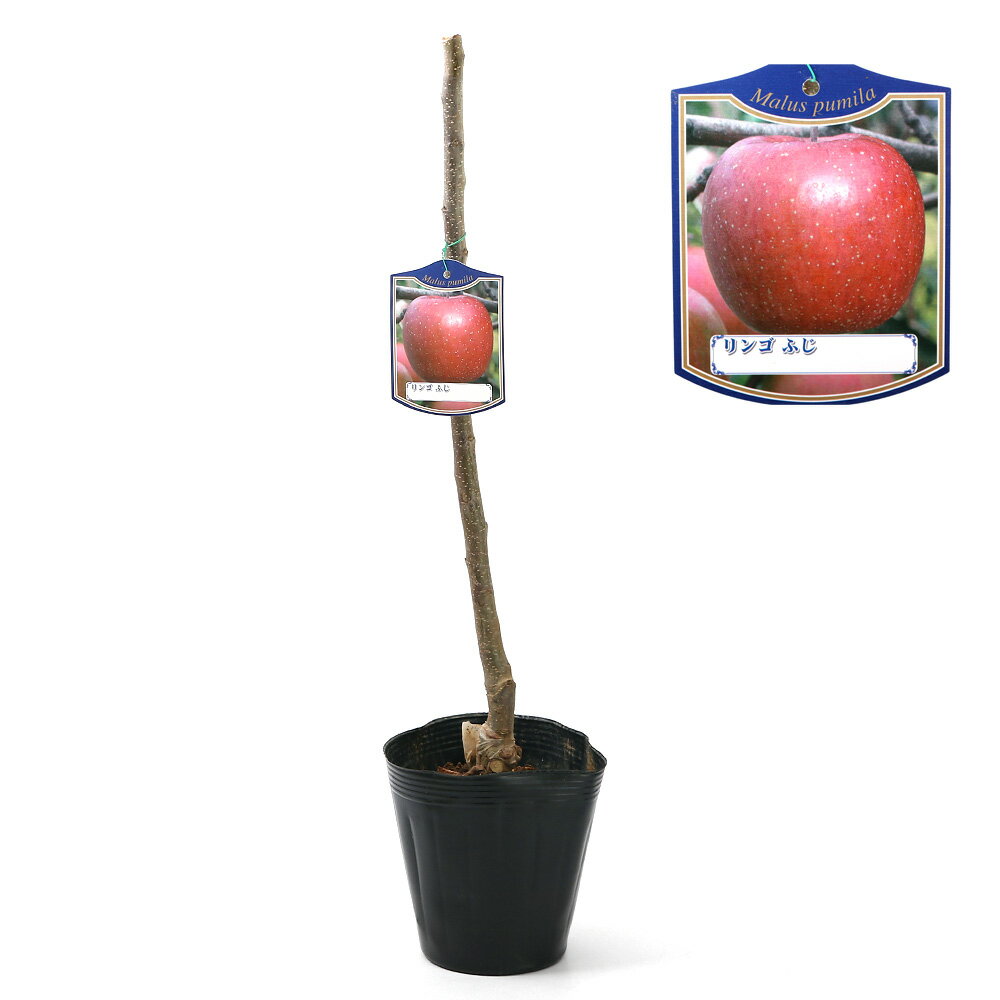 （観葉植物）果樹苗　りんご　ふじ　5号（1ポット）　家庭菜園【HLS_DU】