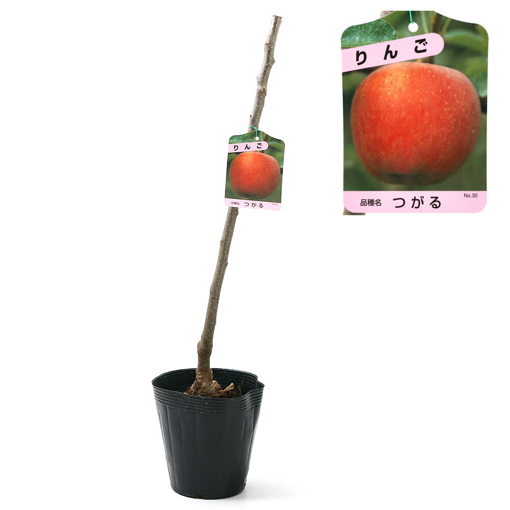 （観葉植物）果樹苗　りんご　つがる　5号（1ポット）　家庭菜園【HLS_DU】