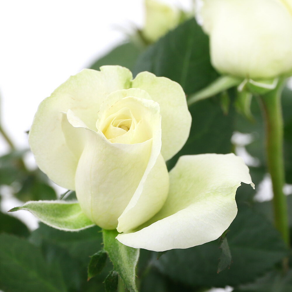 （観葉植物）ミニバラ　インフィニティローズ　3．5号（1鉢）のサムネイル