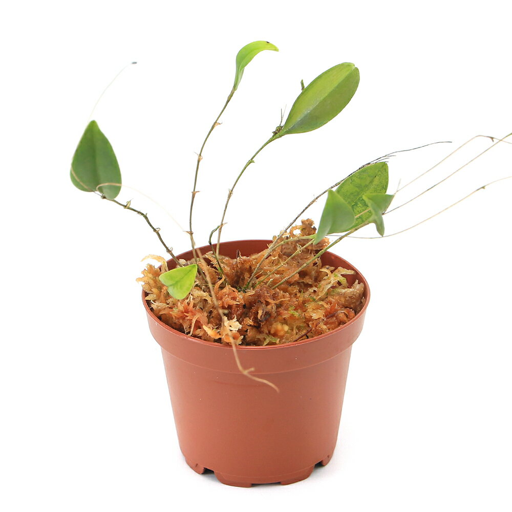 �ʥƥ�ꥦ����Υ�󡡥�ѥ�ƥ������ץ�ޥ륬����1���ˡ��̳�ƻ�Ҷ������ݲ�