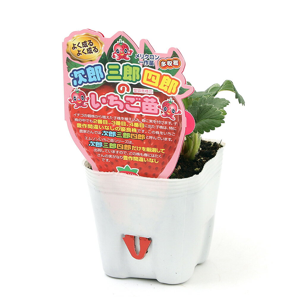 （観葉植物）野菜苗　イチゴ苗　次郎三郎四郎のいちご苗　ジャンボイチゴ（アイベリー）　3．5号（3ポ..