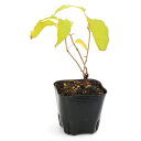 (観葉植物)果樹苗 ベビーキウイ ケンズレッド 3号(1ポット) 家庭菜園 果物 フルーツ