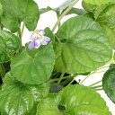 (観葉植物)スイートバイオレット(ニオイスミレ) 八重咲き(花色おまかせ) 3~3.5号(1ポット) 家庭菜園