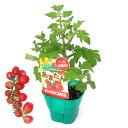 (観葉植物)カゴメ 野菜苗 トマト あまたん 3号(1ポット) 家庭菜園