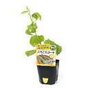 (観葉植物)サントリー 野菜苗 ゴーヤ ごろごろゴーヤ 3号(3ポット) 家庭菜園