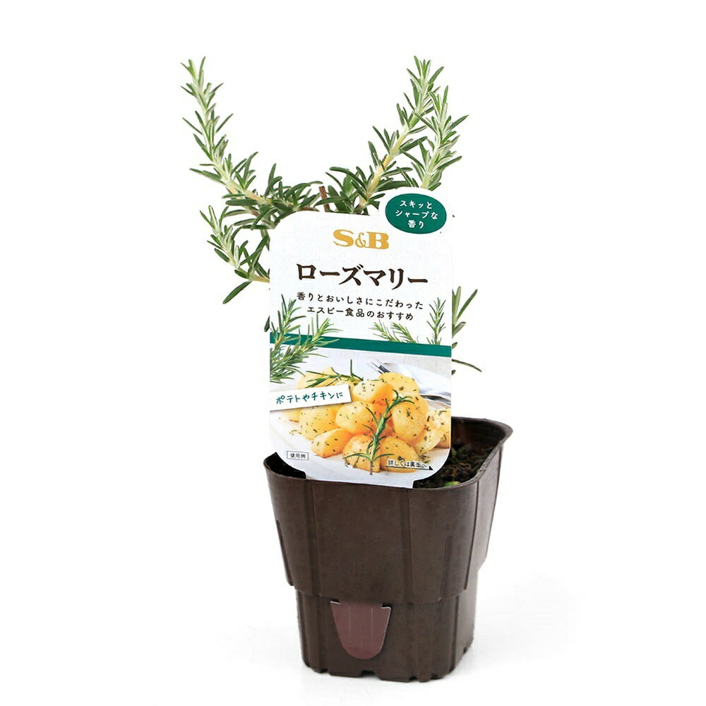 （観葉植物）S＆B　野菜苗　ローズマリー　3号（1ポット）　家庭菜園