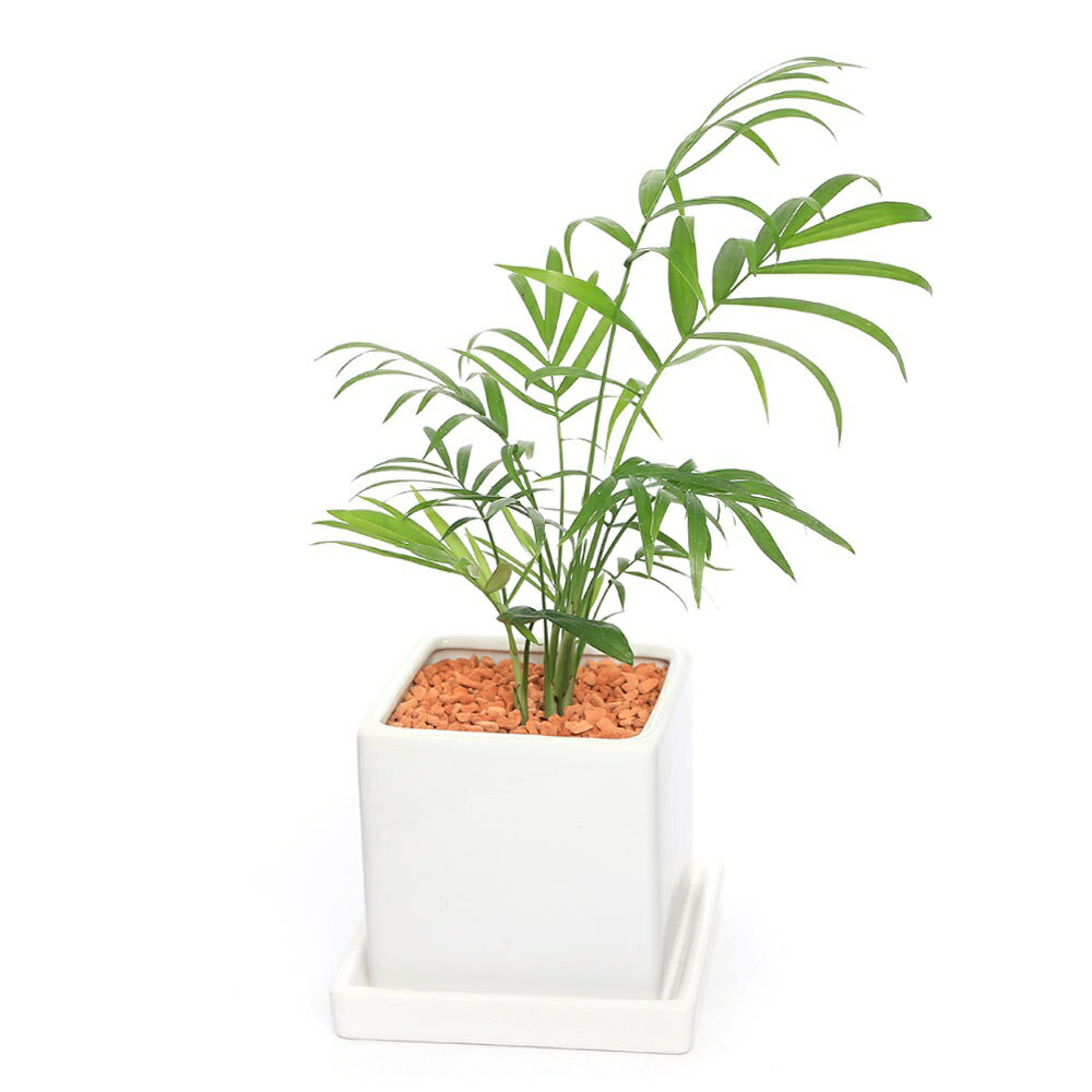 ヤシ （観葉植物）テーブルヤシ　陶器鉢植え　ダイスM白（1鉢）　受皿付　セラミス　鉢植え　おしゃれ　室内　プレゼント【HLS_DU】