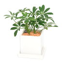 (観葉植物)シェフレラ 陶器鉢植え マットホワイト(1鉢) 受皿付 セラミス 鉢植え おしゃれ 室内 プレゼント