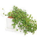 (観葉植物)ワイヤープランツ 陶器鉢植え マットホワイト(1鉢) 受皿付 セラミス 鉢植え おしゃれ 室内 プレゼント