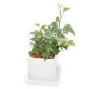 (観葉植物)ヘデラ 陶器鉢植え マットホワイト(1鉢) 受皿付 セラミス 鉢植え おしゃれ 室内 プレゼント