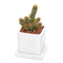 (観葉植物)サボテン 黄金司 陶器鉢植え ダイスS白(1鉢) 受皿付 セラミス 多肉植物 おしゃれ プレゼント