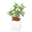 (観葉植物)ヘデラ 陶器鉢植え ダイスS白(1鉢) 受皿付 セラミス 鉢植え おしゃれ 室内 プレゼント