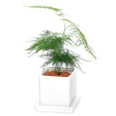 (観葉植物)アスパラガス ナナス 陶器鉢植え ダイスS白(1鉢) 受皿付 セラミス 鉢植え おしゃれ 室内 プレゼント