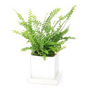 (観葉植物)タマシダ ダッフィー 陶器鉢植え ダイスS白(1鉢) 受皿付 セラミス 鉢植え おしゃれ 室内 プレゼント