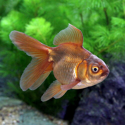 （国産金魚）茶金 中サイズ（1匹）