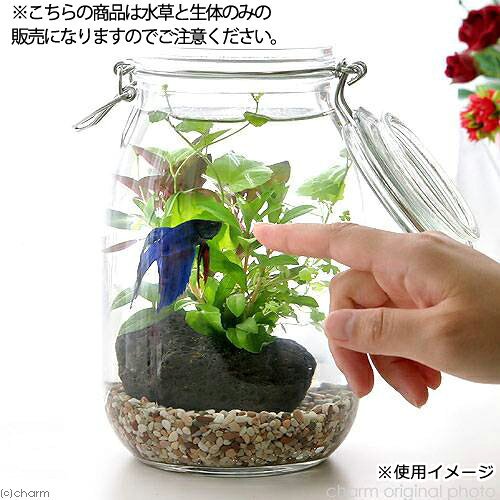（熱帯魚）（水草）私の小さなアクアリウム　〜ベタと水草の共演〜　水草と生体キ...
