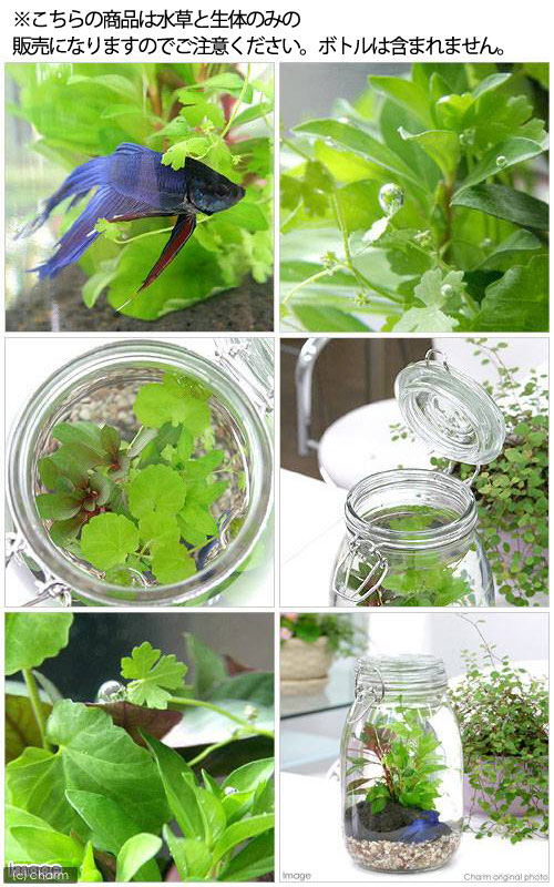 ��Ǯ�ӵ��ˡʿ���˻�ξ����ʥ������ꥦ�ࡡ���٥��ȿ���ζ��������������Υ��åȡ�1���åȡ��������դ����ܽ��͹����