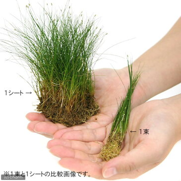 (水草)ヘアーグラス ショート(水上葉)土付き(30cm水槽用)(無農薬)(1シート分)
