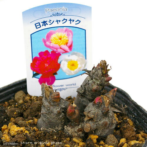楽天市場】芍薬 苗(開花時期春)の通販 楽天市場】芍薬 苗(開花時期春)の通販