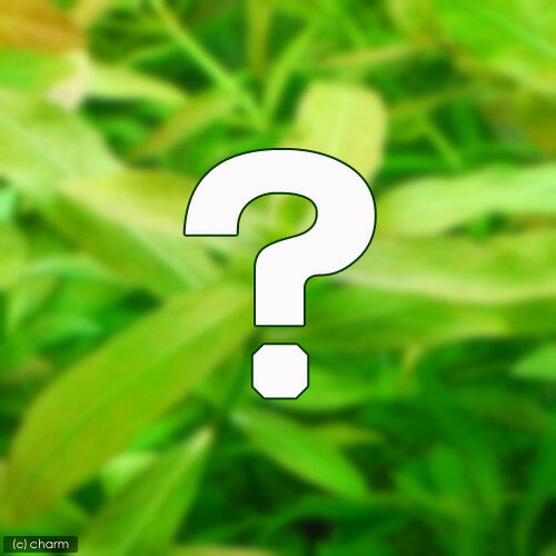 （水草）おまかせハイグロフィラ（水上葉）2種×5本セット（無農薬）（計10本）
