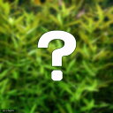 （水草）おまかせリムノフィラ（水上葉）2種×5本セット（無農薬）（計10本）