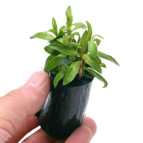 （水草）プロセルピナカ　パルストリス　キューバ（水上葉）ログポット付（無農薬）（1個）