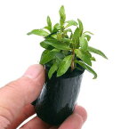 （水草）プロセルピナカ　パルストリス　キューバ（水上葉）ログポット付（無農薬）（1個）