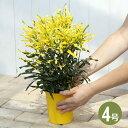 (観葉植物)クロトン キラセン 4号(1鉢)